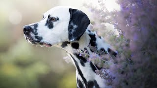 Unveiling the Truth💥The Realities of Dalmatian Ownership💙 by Pets Avenues 67 views 11 months ago 2 minutes, 48 seconds