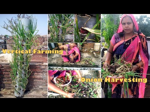 Onion Vertical Farming | Onion Harvesting | Vertical Farming In Bihar | Sunita Prasad |