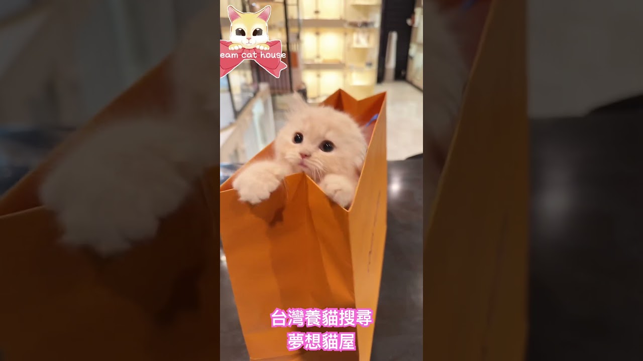 #可愛貓咪 #cat #台北貓舍 #小貓咪 #幼貓 #英國短毛貓 #英短 #台北 #藍貓 #英短藍貓 縮圖