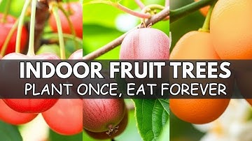 15 Fruit Trees That THRIVE in Pots, Shade & Tiny Spaces - The Lazy Gardener