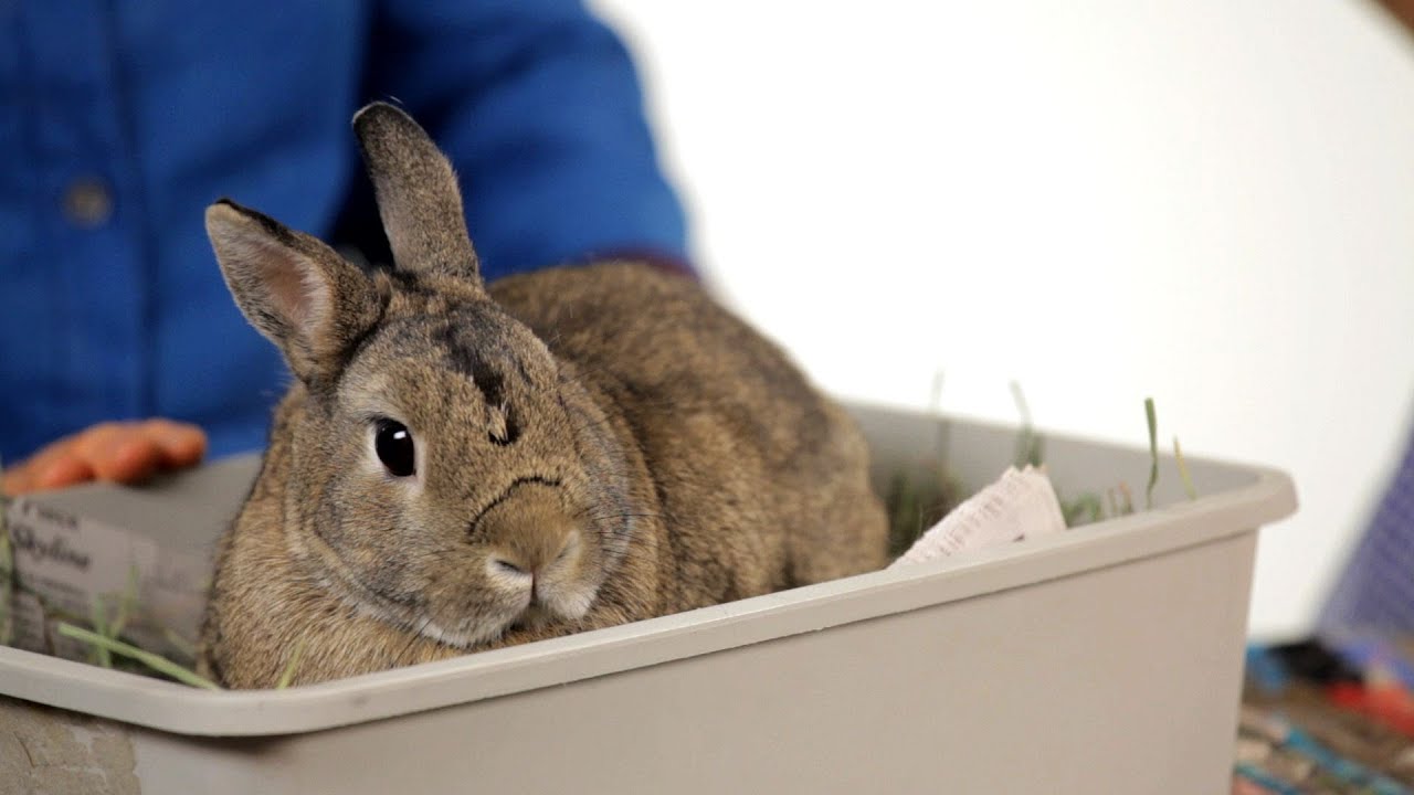 Can You Keep A Wild Rabbit As A Pet Pet Rabbits Youtube