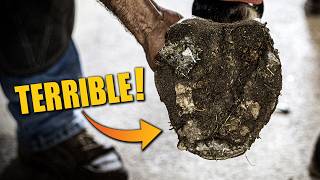Can This Hoof Be Saved?