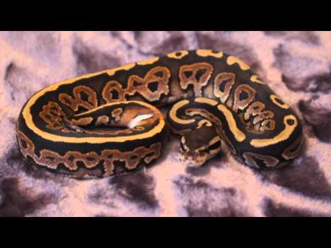 Ball Python Playtime!