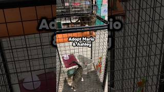 🐈 Adopt Mario &amp; Ashley: Bonded Siblings 🐾