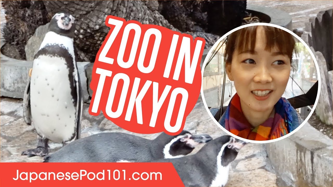 Exploring a Wild Zoo in Japan