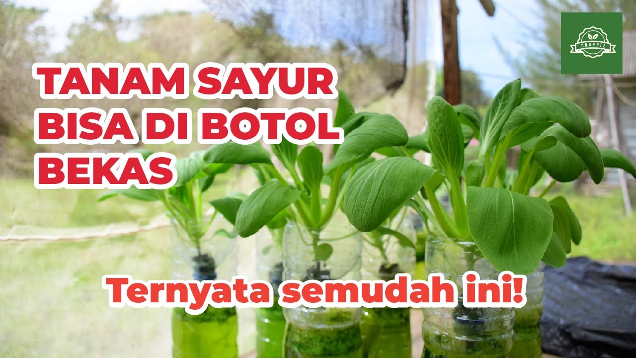  Cara  Menanam  Pakcoy  Hidroponik di  Botol  Bekas YANG 