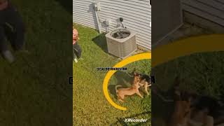 Mais um Pit Bull HERÓI mas isso vc não vai ver na mídia#educaçãocanina#aculpanãoédocão#aculpaésua