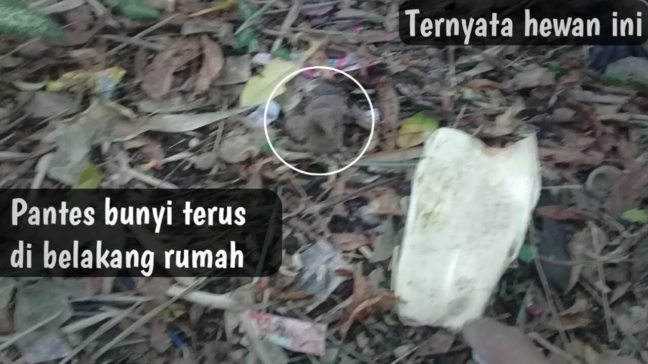 Burung Cabak By Berbagi Bagi