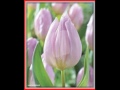 Tulipan pojedynczy wczesny Candy Prince - 5 szt 933