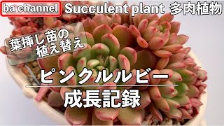 194 多肉植物 ピンクルルビー 成長記録 葉挿し苗の植え替えsucculent Youtube