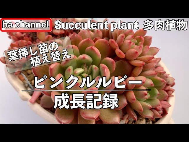 セール人気 ピンクルルビー② 多肉植物の通販 by 's shop｜ラクマ