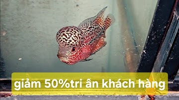 Lên cá mới,giảm 50% tri ân khách hàng dịp cuối năm 