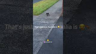 Daily Life in Australia#AustralianDailyLife#LifeInAustralia 16