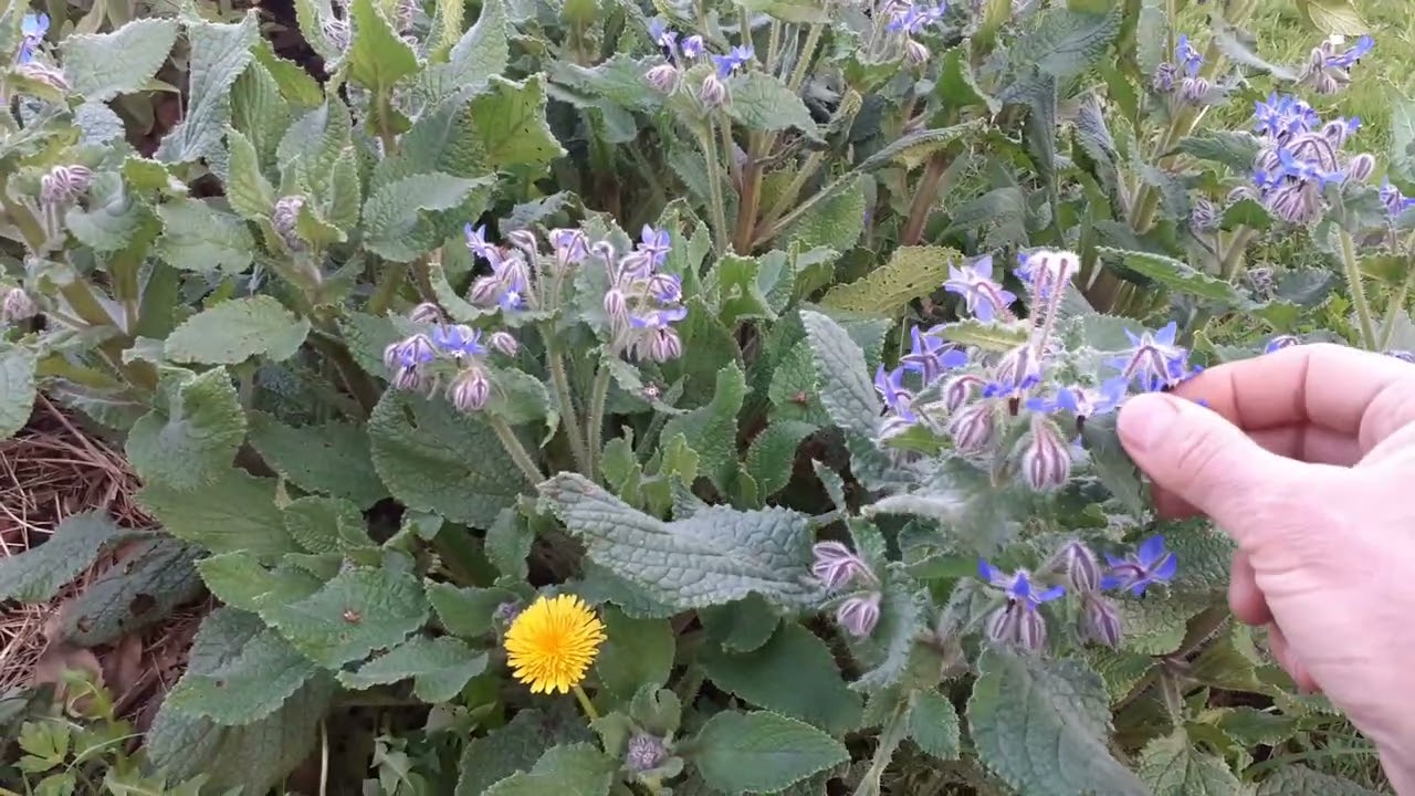 Le jardin enchantée 