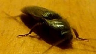 Click beetle. Hop, step and jump