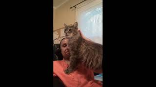 My Tribute To Dave (Maine Coon) Cat by Jason P 368 views 7 months ago 12 minutes, 31 seconds