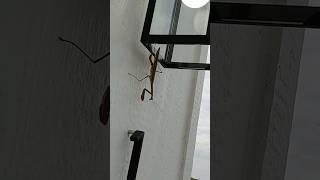 Deadliest in the insect kingdom