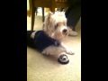 Westie Ringing Bell for Treat Westie Ringing Bell for Treat