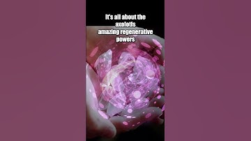 The Mystery of the Axolotl: The Immortal Salamander 🦎 #shorts