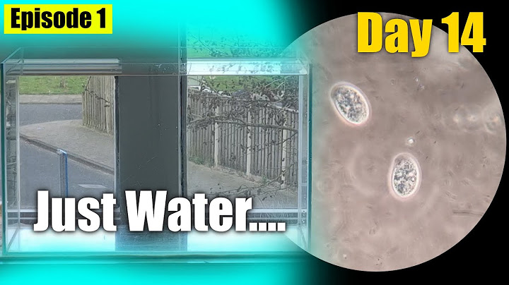 I Put Only Water in a Tank for 2 Weeks. This Happened.