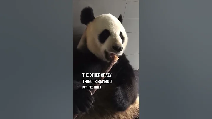 Watching a panda eat bamboo is so satisfying 👏 - DayDayNews