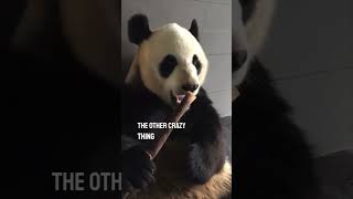 Watching a panda eat bamboo is so satisfying 👏