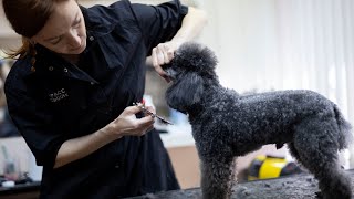видео: Классическая стрижка пуделя - Мастер класс! картинка: Классическая стрижка пуделя - Мастер класс!