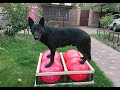 Делаем основу для мячей для dog fitness. DIY