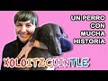 XOLOITZCUINTLE: el perro mexicano con MUCHA HISTORIA