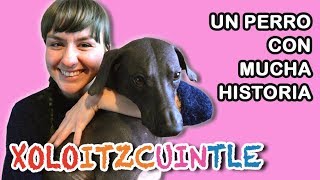 XOLOITZCUINTLE: el perro mexicano con MUCHA HISTORIA