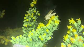 Moths feasting on goldenrod at night 