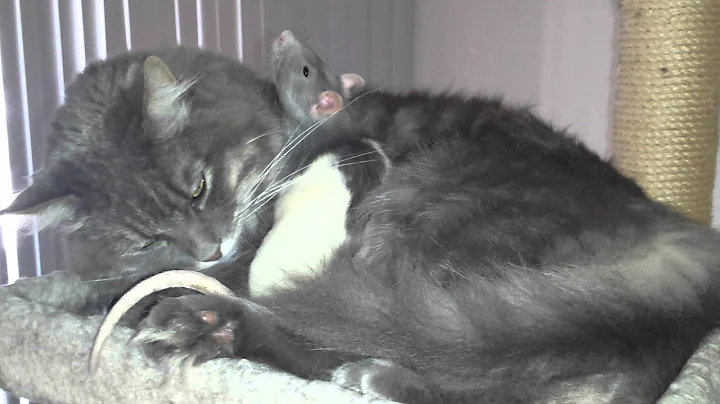 Emily and Hamler snuggling