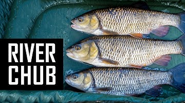 How to catch BIG river CHUB on the FLOAT using bread? Float fishing