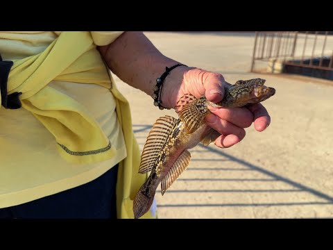 Пенсионерка поймала огромного бычка. Ходим по Керчи и снимаем всё подряд. Крым сегодня.