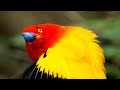 Fascinating colours of the animal kingdom  bbc earth