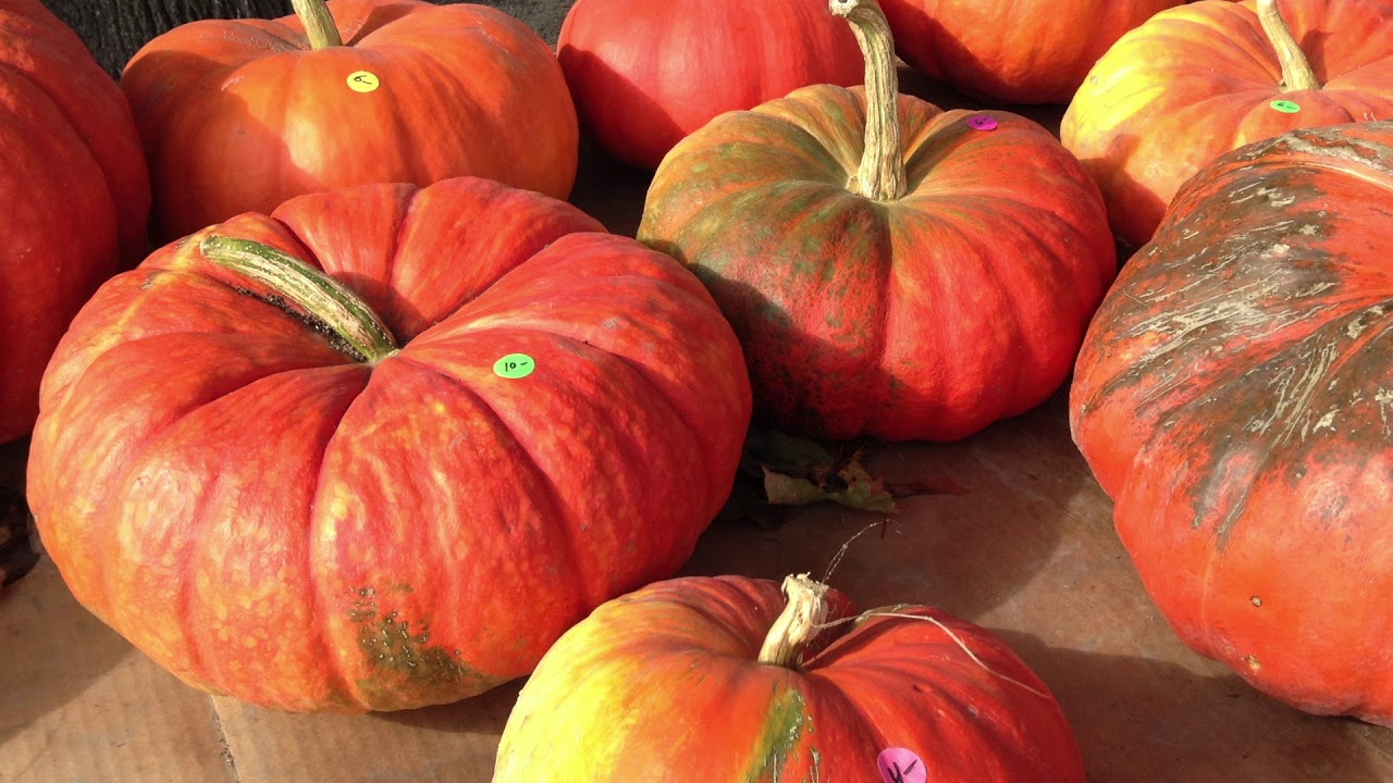 First Color of Fall by Mark Hastings