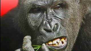 flying gorilla music