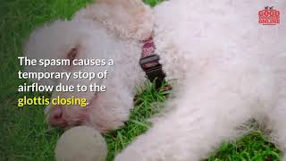 The Truth About Dog Hiccups