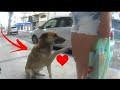 Cachorrinho de rua implorava por carinho, e olha o que aconteceu