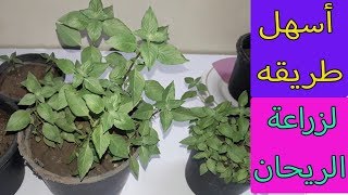 زراعة الريحان من البذور فى المنزل سهل جدا