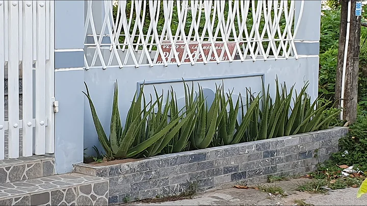Cây nha đam –cách trồng và chế biến (How to grow Aloe veraPlants)