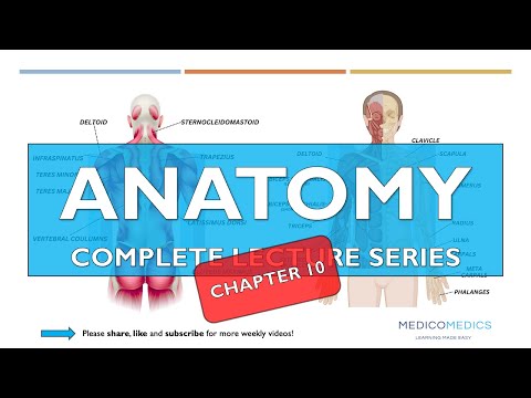 Anatomy Chapter 10 | Reproductive System: Organs, Hormones, Fertilization & Disorders