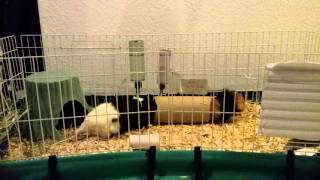 How to Prevent your Guinea Pig's Cage from Smelling