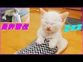 [保護子猫]驚愕！兄猫に引き続き何故かスリッパの中で寝ちゃう弟猫…笑（赤ちゃん猫）