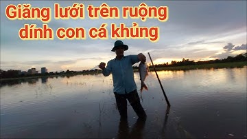 Giăng lưới trên ruộng lúa dính con cá khủng