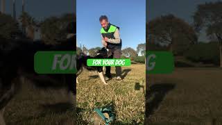 Touch command #obediencedogtraining #workingdogtraining