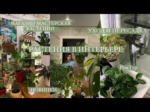 Растения в интерьере || магазин-мастерская "Цветок в горшке" | пересадка и уход за растениями