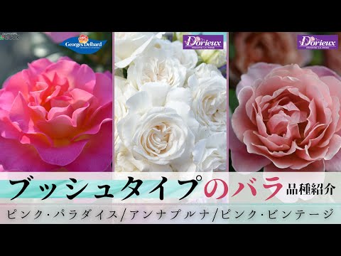 アンナモリナーリ　ピンク薔薇　44 アンナモリナーリピンク薔薇44