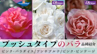 【ブッシュタイプのバラ】ピンク・パラダイス/アンナプルナ/ピンク・ビンテージ【デルバール/ドリュ】