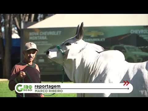 EXPOZEBU 2023: CONFIRA OS DESTAQUES DO MAIOR ENCONTRO DE ZEBU NO MUNDO